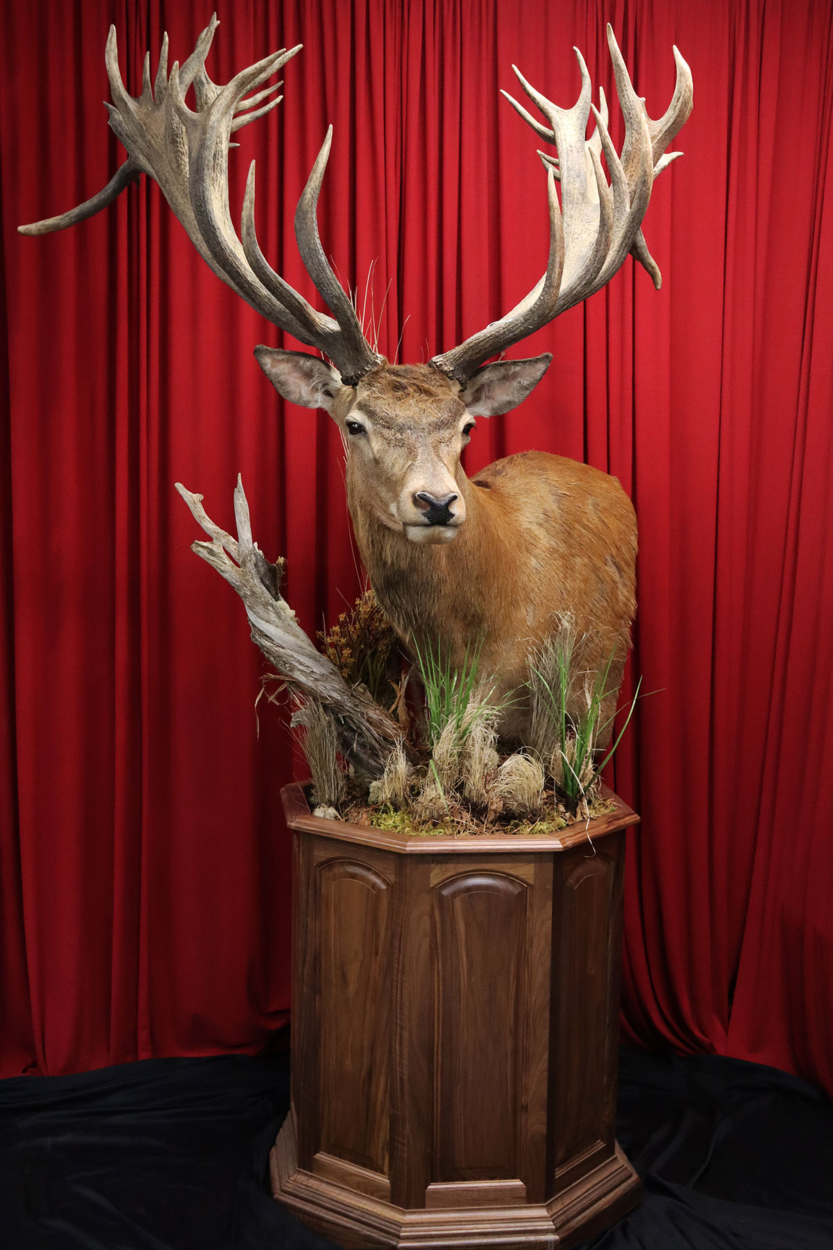 World Class Taxidermy | Artistic Visions Wildlife