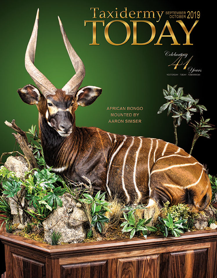 African Bongo | Taxidermy Today