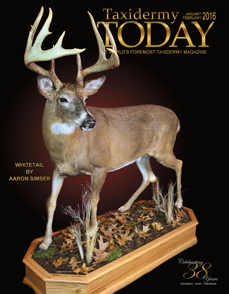 Whitetail | Taxidermy Today