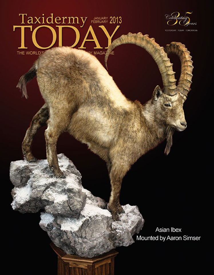 Asian Ibex | Taxidermy Today