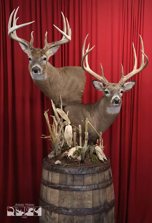 Whitetail Deer Taxidermy