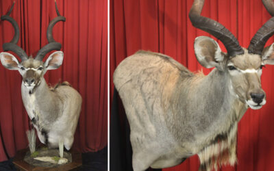 Greater Southern Kudu Taxidermy – The Grey Ghost of Africa