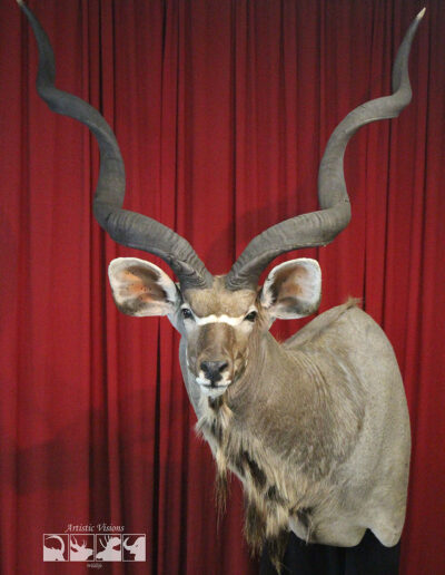 Basic Shoulder Mount | Greater Southern Kudu