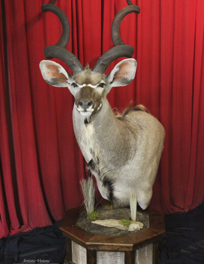 Full Pedestal | Greater Southern Kudu