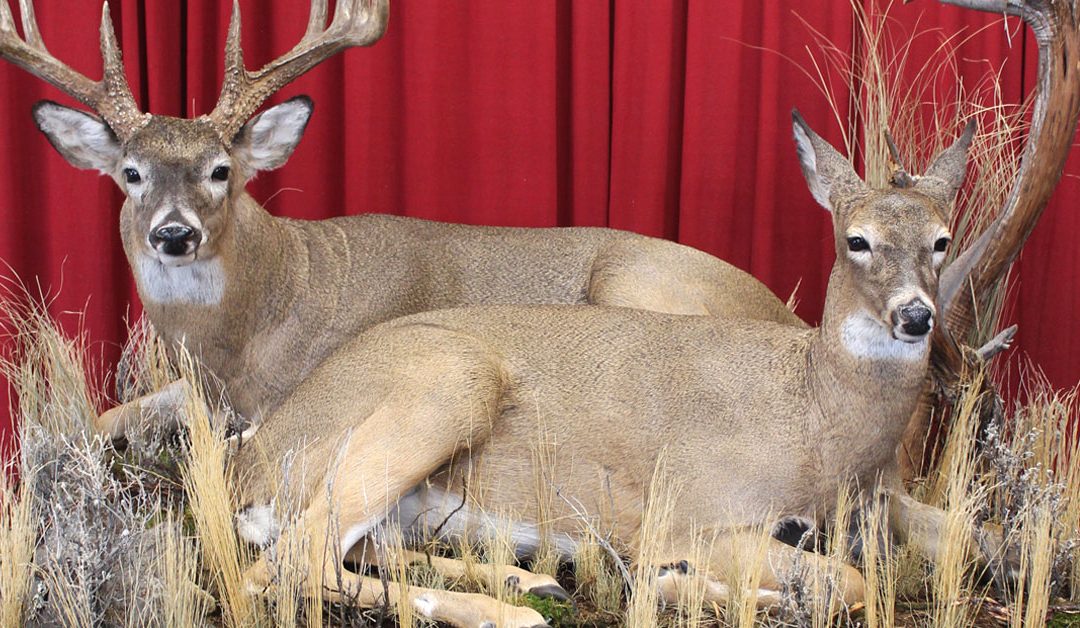 Whitetail Deer – The Apple of Every Hunters Eye