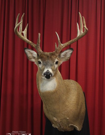 Semi Upright | Whitetail Deer