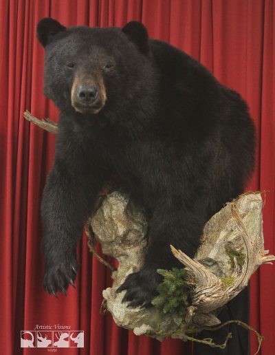 Half Lifesize | Black Bear Taxidermy
