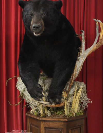 Half Lifesize | Black Bear Taxidermy