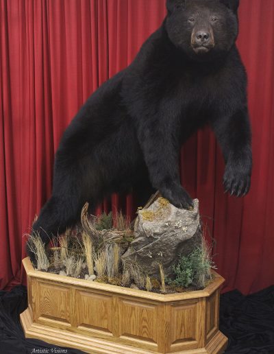 Lifesize | Black Bear Taxidermy