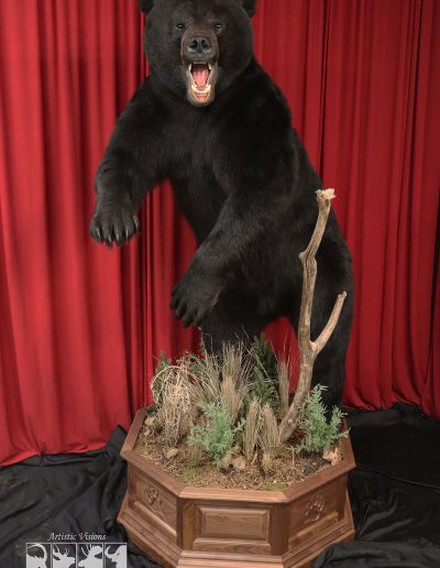 Lifesize | Black Bear Taxidermy