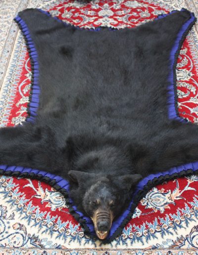Rug | Black Bear Taxidermy