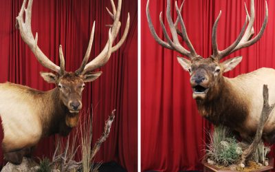 North American Elk Taxidermy – The Most Sought After of Game