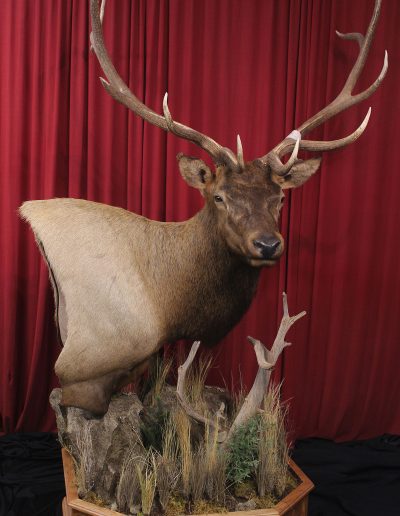 Pedestal Mount | North American Elk Taxidermy