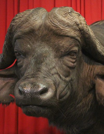 Close Up Detail | African Cape Buffalo Taxidermy
