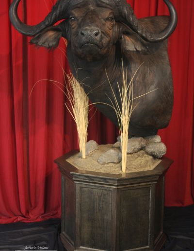 Pedestal | African Cape Buffalo Taxidermy