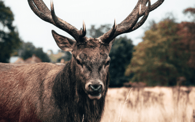 Mounting a Deer Head? Avoid These Mistakes