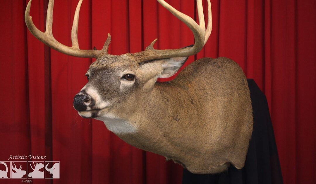 Shoulder Mount Deer: Preserving Your Hunting Memories in Style
