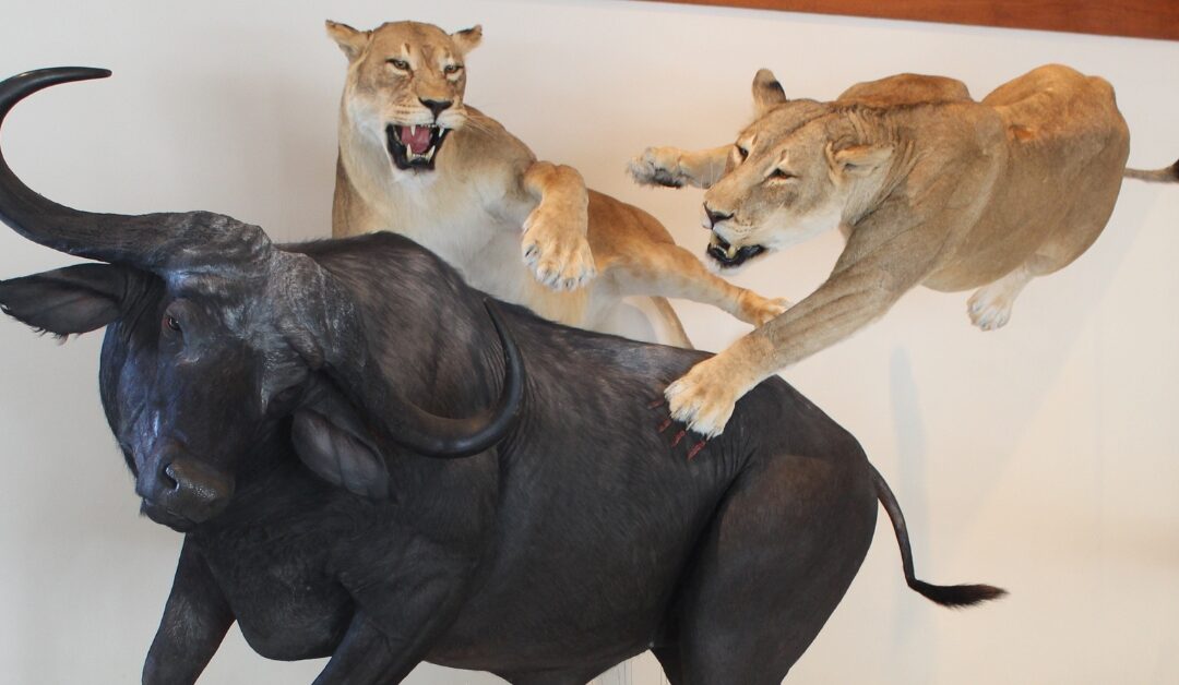 Big Game Taxidermy Throughout History
