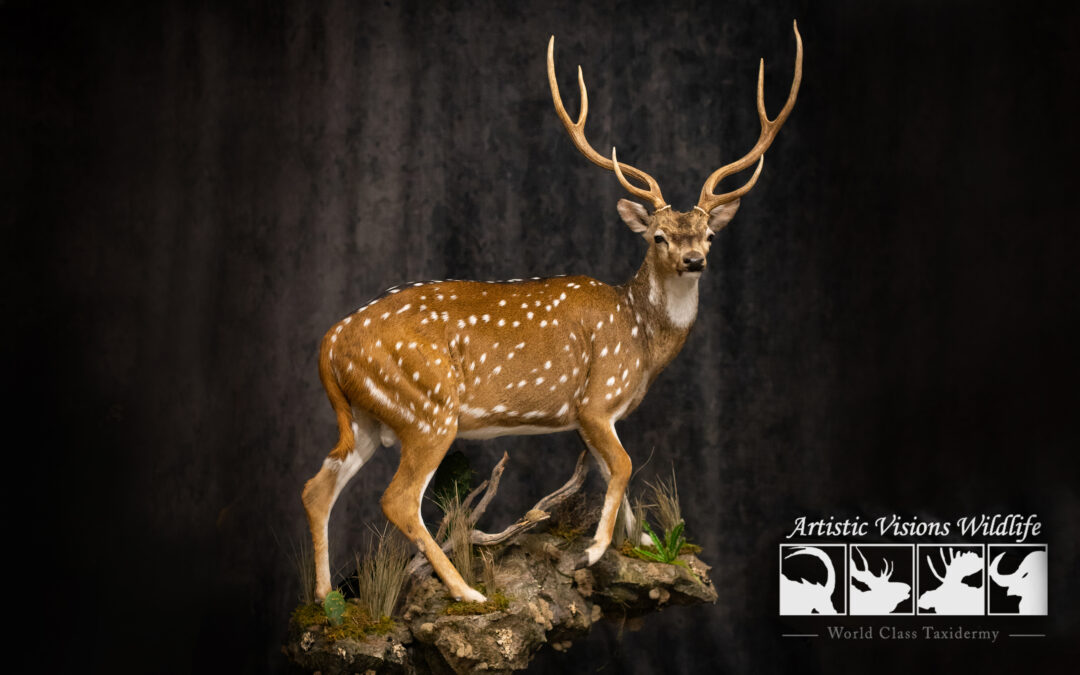 Taxidermy Care to Extend The Life of Your Mount