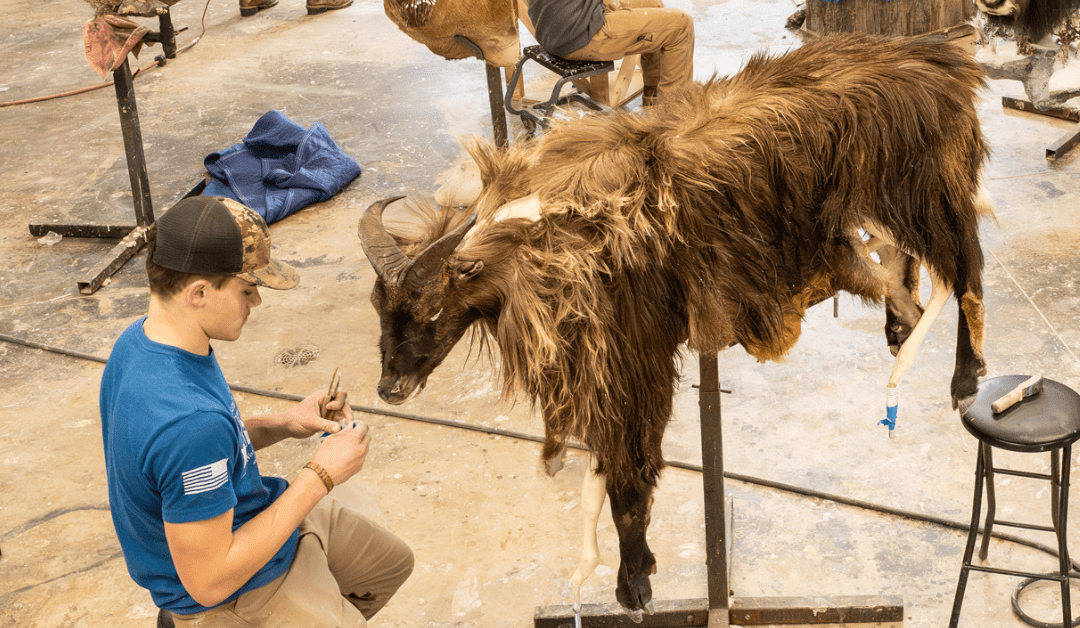Trophy New Zealand Tahr Taxidermy: Commemorate Your Hunting Adventures