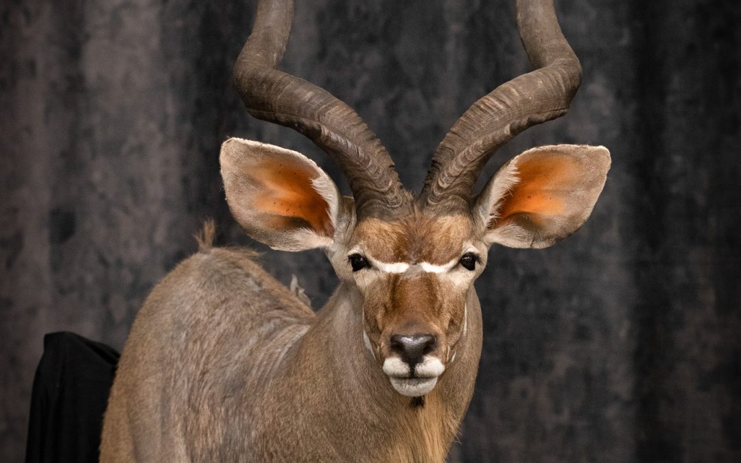 Kudu Shoulder Mount Taxidermy