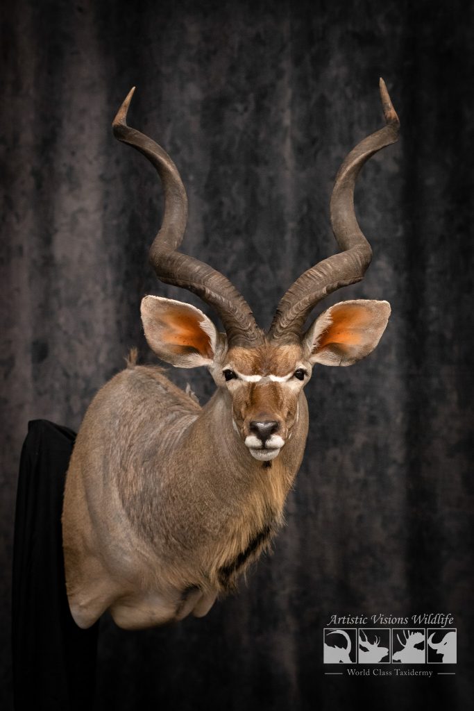Kudu Shoulder Mount Taxidermy