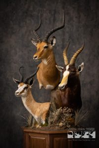 Stacked pedestal mount with African Impala Blesbok Springbok Taxidermy