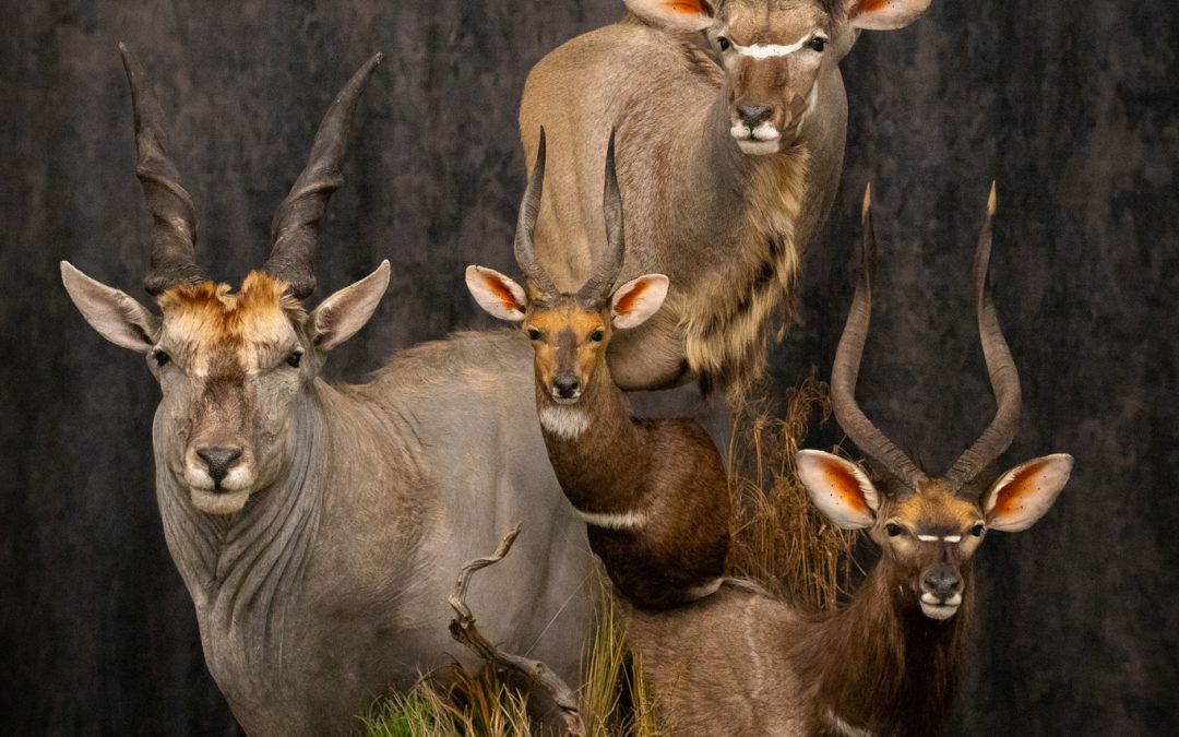 Stacked pedestal mount with African Kudu Eland Nyala Bushbok