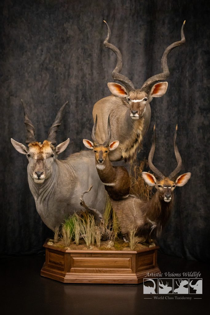 Stacked pedestal mount with African Kudu Eland Nyala Bushbok