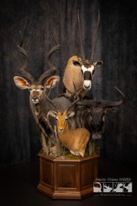 Stacked pedestal mount with African Kudu Gemsbok Wildebeest Impala Stack Pedestal Taxidermy