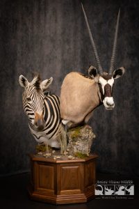 Stacked pedestal mount with African Zebra Gemsbok Pedestal Taxidermy