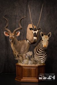 Stacked pedestal mount with African game Kudu Gemsbok Zebra Stacked Pedestal Taxidermy