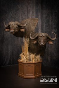 Stacked pedestal mount with Cape Buffalo
